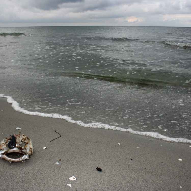 Strandgut 2