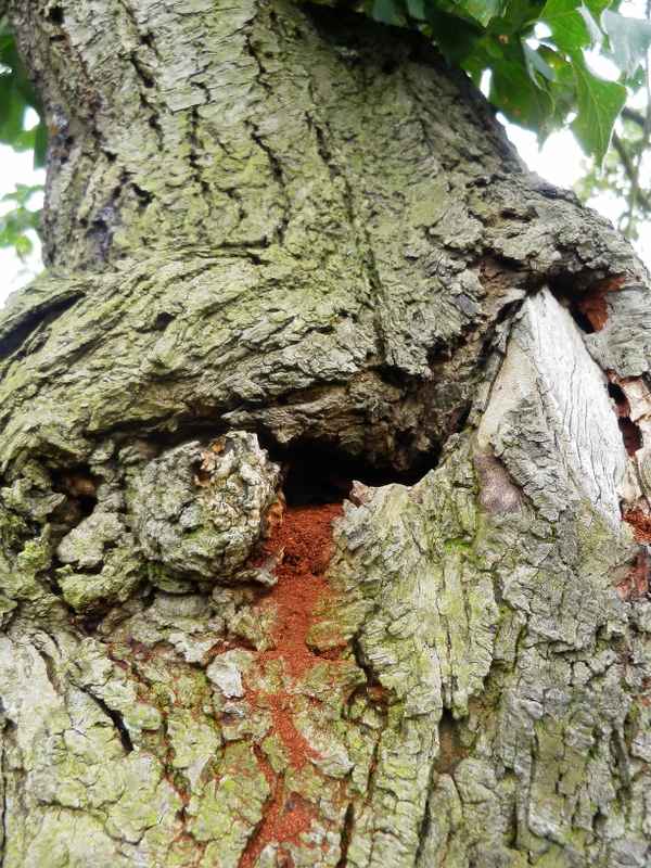 Eingang Hornissen-Nest