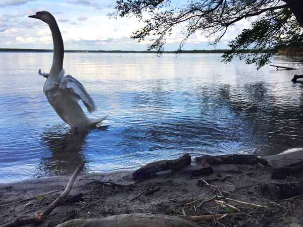 Aufbruchstimmung (Schwan)