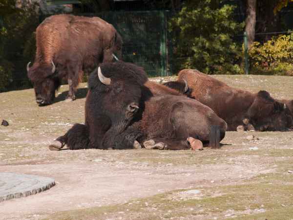 900 g liebäugelt mit 900 kg