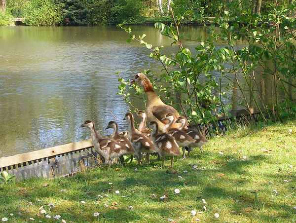 Nilgans mit Jungen