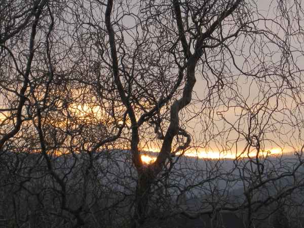 Sonne liegt in einem Nest !