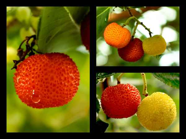 Natürliche Fruchtbonbons