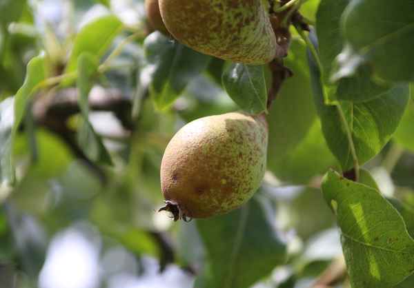 Bioobst aus Bayern:-)