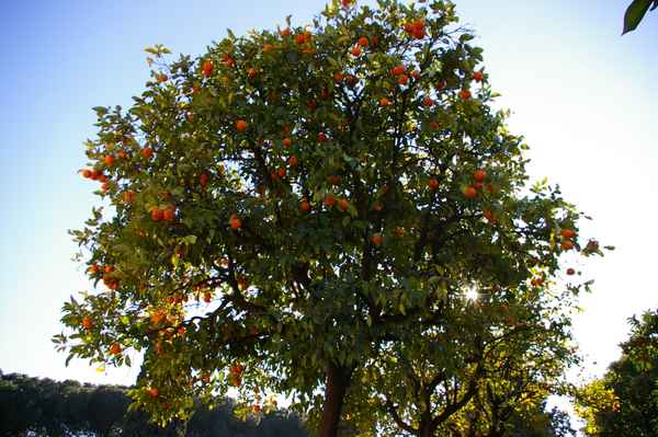 Orangenbaum