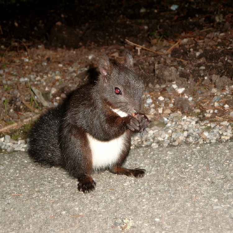 Eichhörnchen