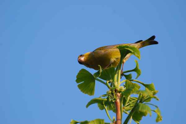 Grünfink in der Abendsonne