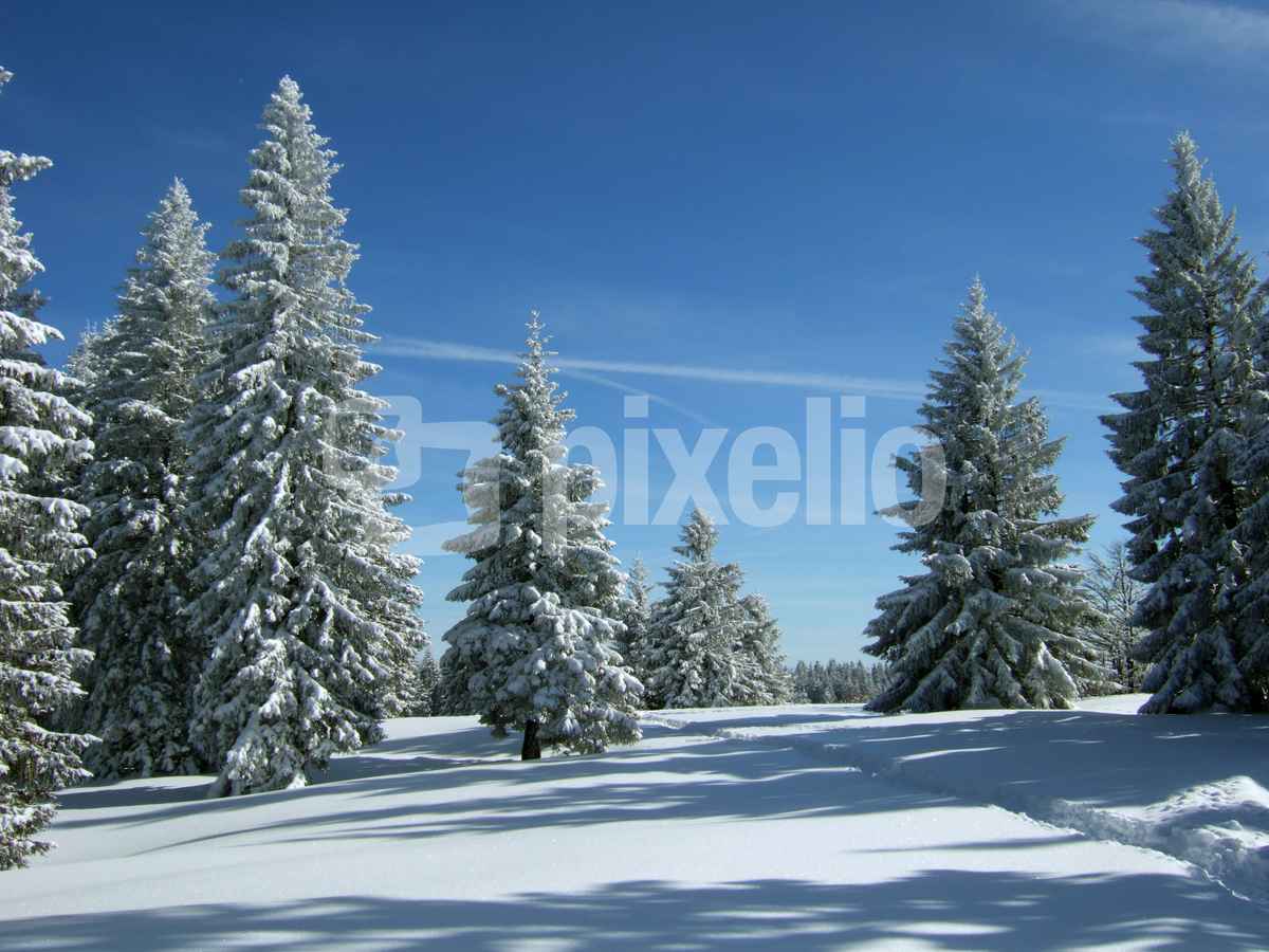 Verschneite Tannen unter blauem Himmel_3