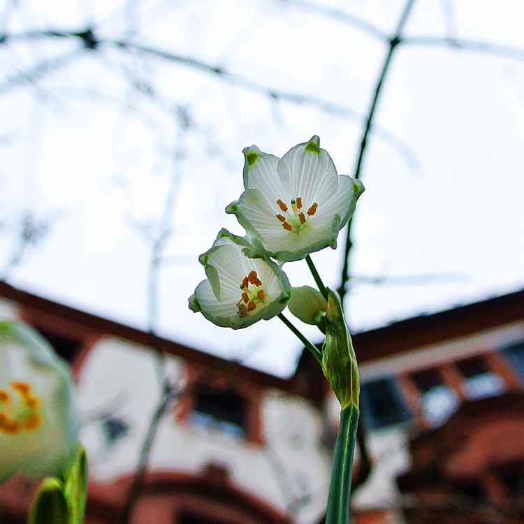 schneeglöckchenblüte vor himmelschloss