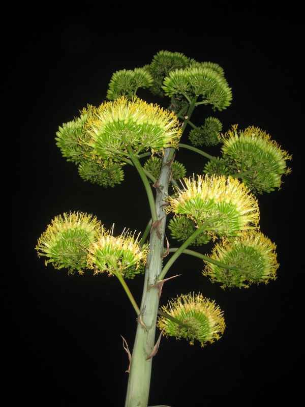 Agavenblüten bei Nacht