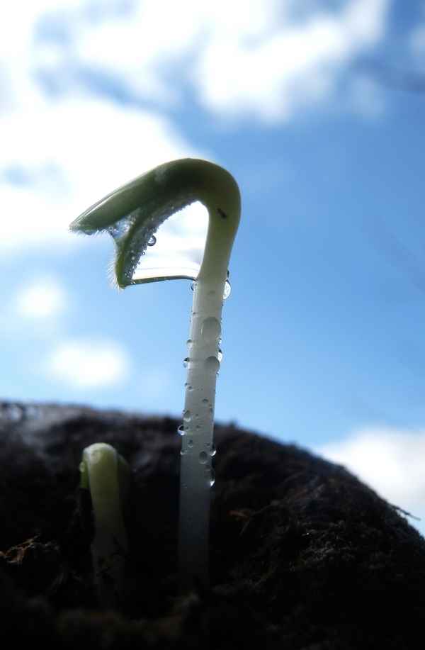 Frisch aus dem Samenkorn...