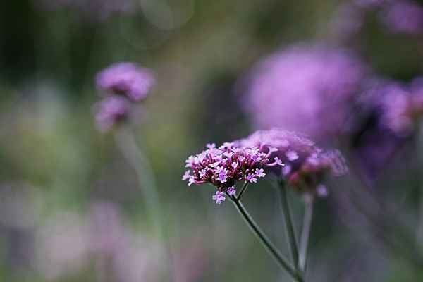 Die Farbe Lila