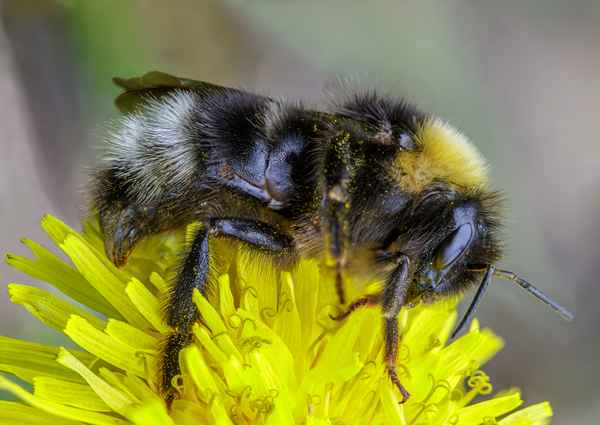Hummel-Hummel