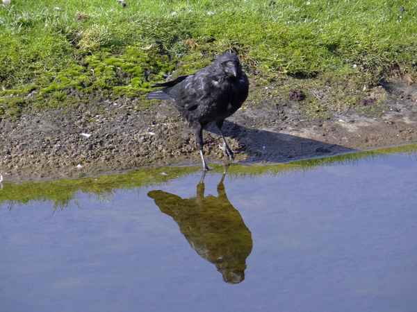 Krähe mit Spiegelbild