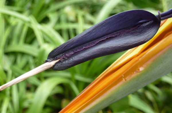 Das Labellum einer Strelitzie