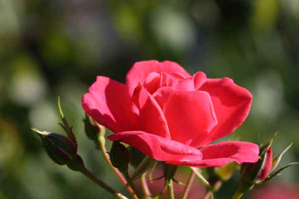 Pinke Rose