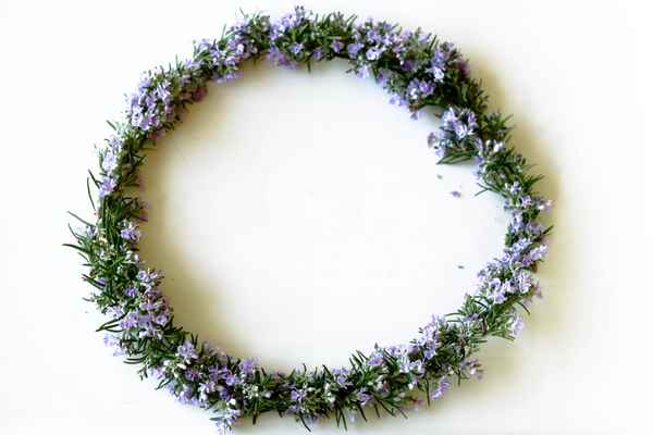 Rosmarinkranz zum Trocknen