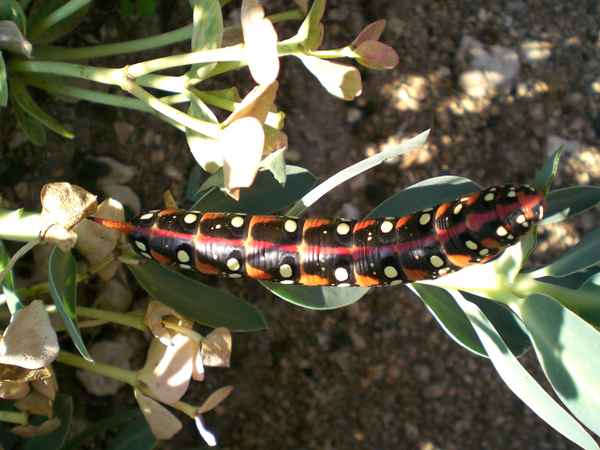 Raupe beim Mittagessen
