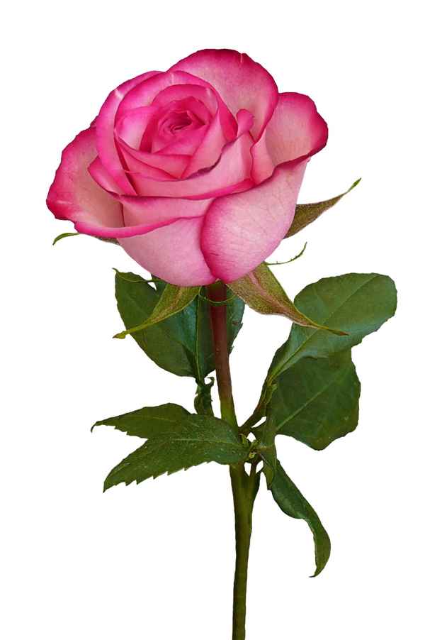 Für DICH eine Rose ohne Dornen...