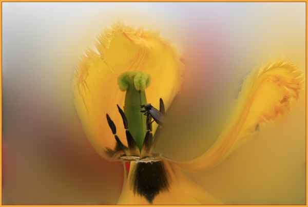stilleben  mit tulpe