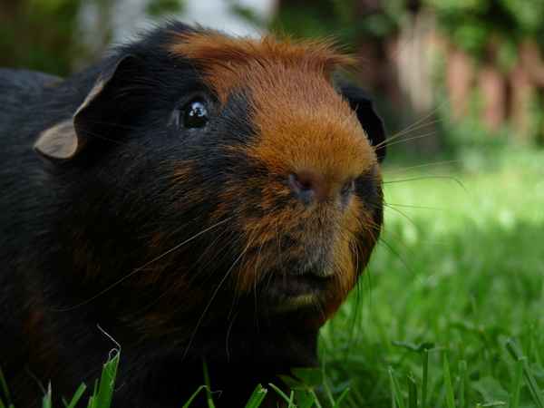 Meerschweinchen im Garten