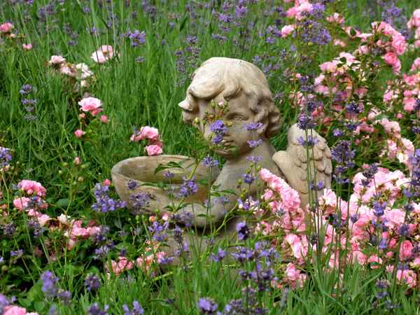 Der Engel in den Rosen