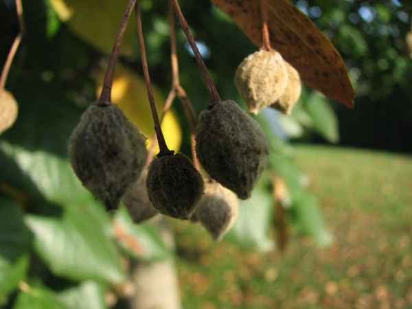 Samen von einer Linde