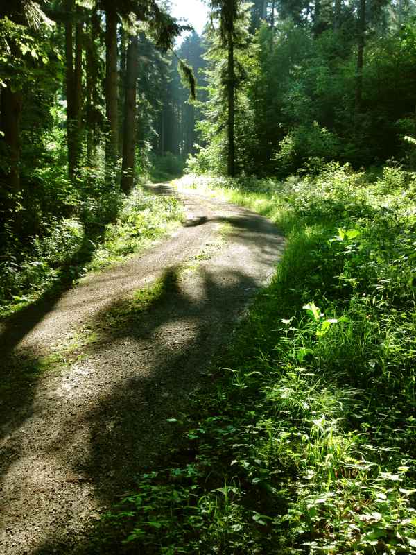 Waldweg am Morgen_hoch