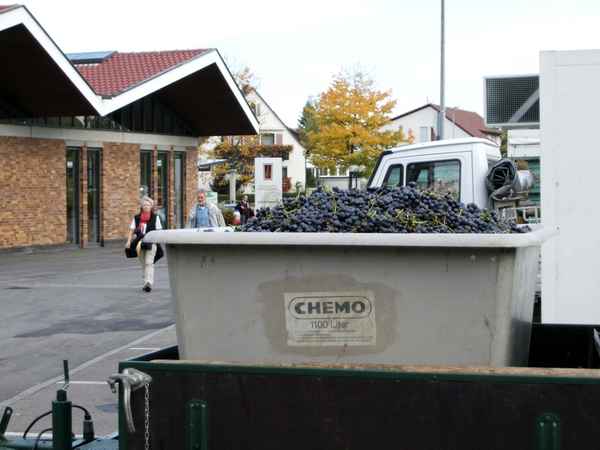 Während der Weinlese