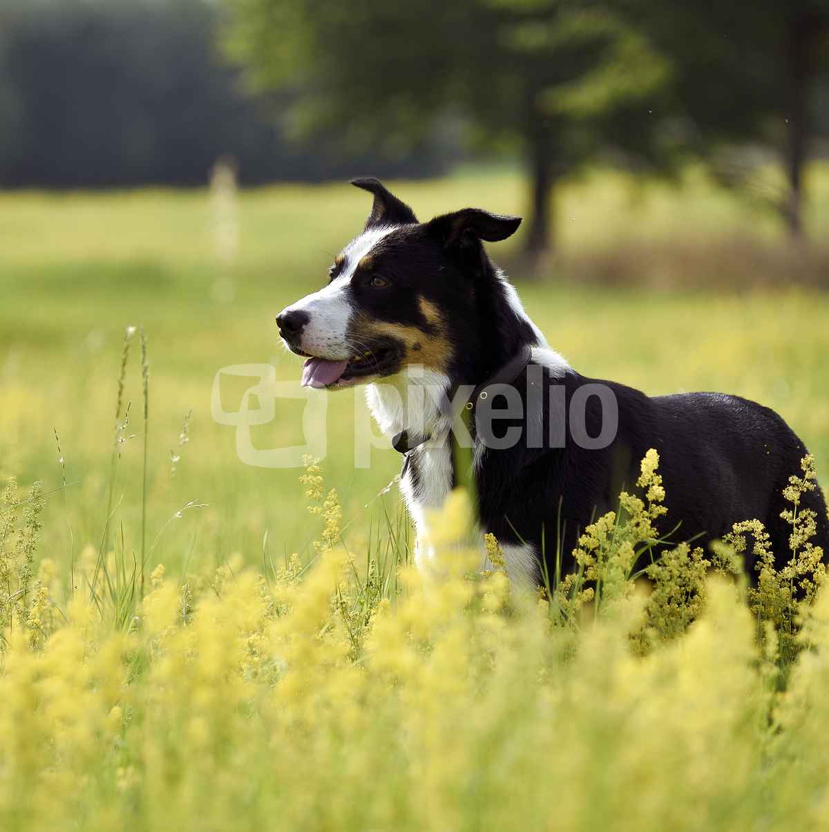 Alliot der Australian Shepherd