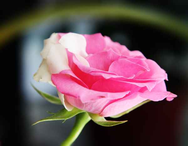 Rosa Rose mit weißen Blättern