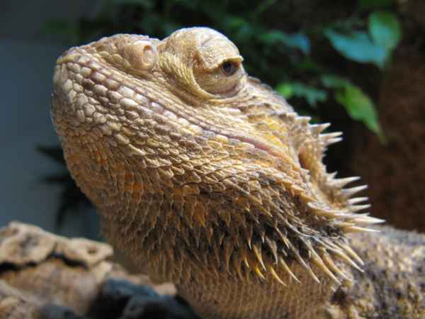Bartagame 1