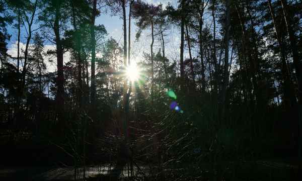 Wald mit blauen Himmel und Sonnenblendung