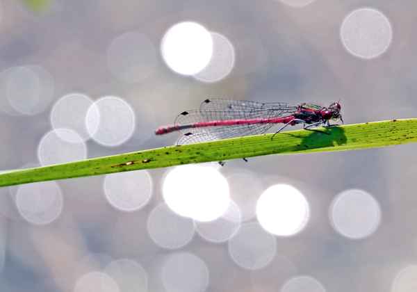 Fr&uuml;he Azurjungfer  (Coenagrion)