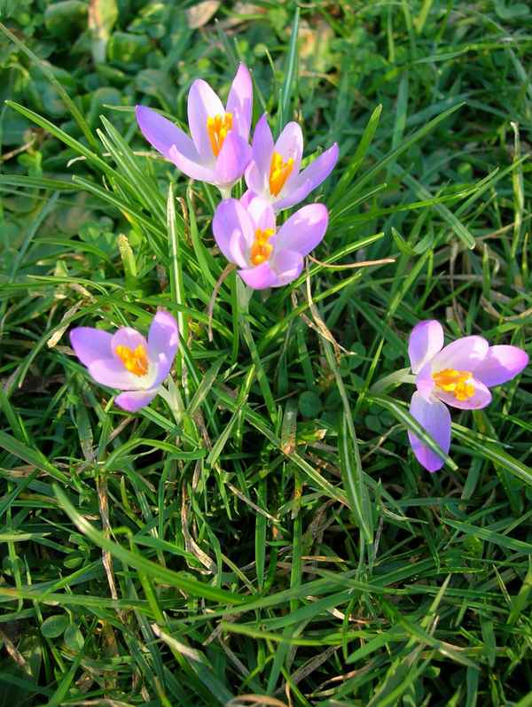 Frühling lässt sein blaues Band....     oder die "zarteste Versuchung"