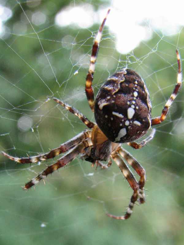 Kreuzspinne im Netz