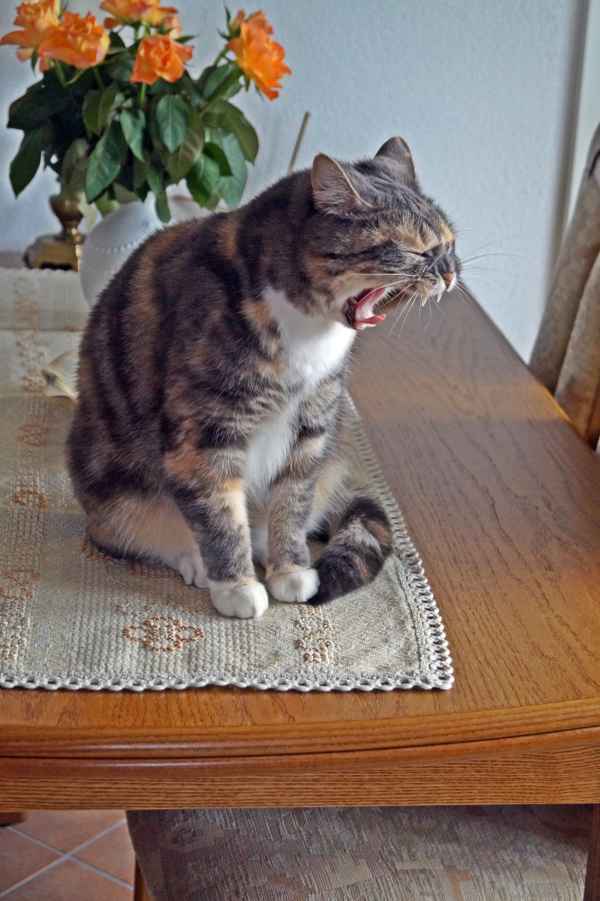 gäääääähn - ein Wetter zum Schlafen....