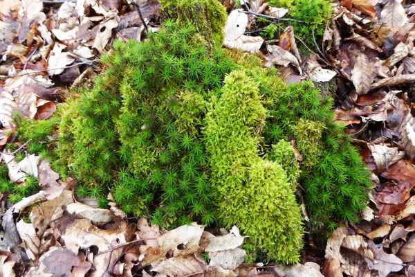 Der Waldboden lebt