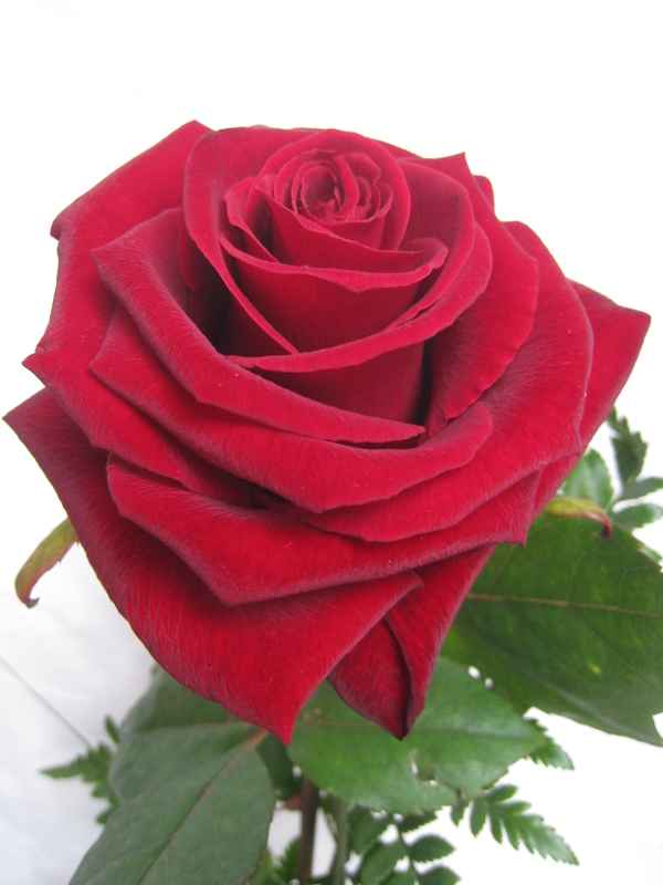 Rose die Königin der Blumen