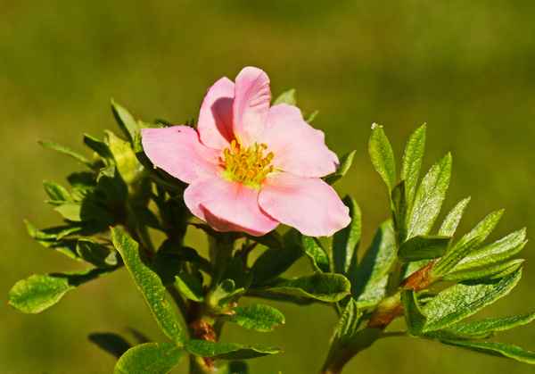 Bodendecker in Blüte