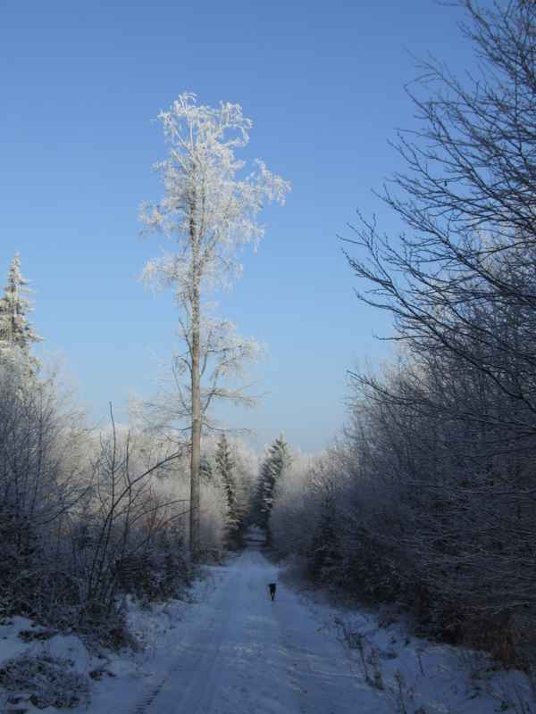 Winterreif im Odenwald, Serie 2