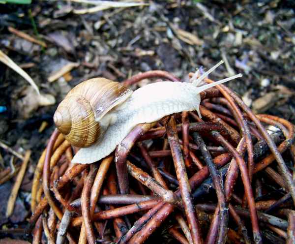 Weinbergschnecke