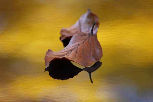 Wie der Oktoberwind der dem Baum die Blätter nimmt