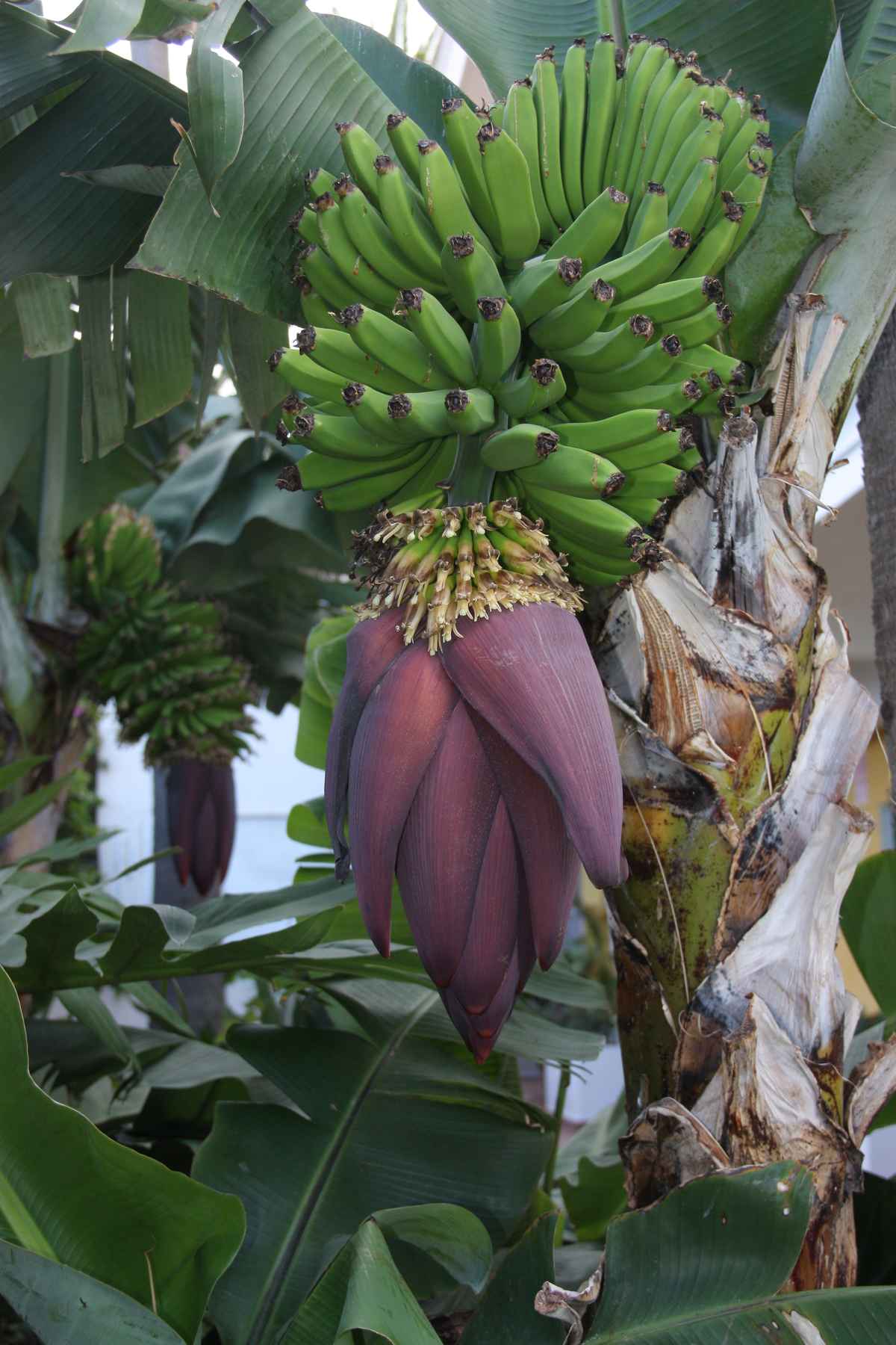 Bananenstaude