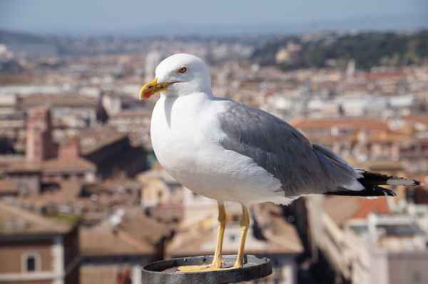 Möwe über Rom