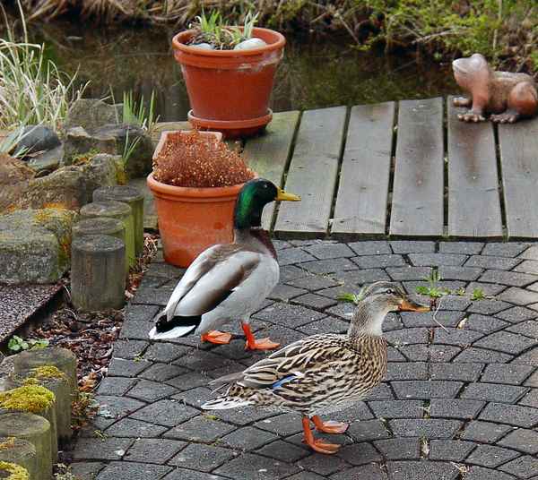 Besuch (Wildenten an unserem Teich)
