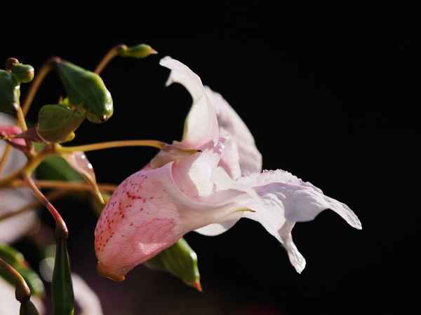 springkraut zartrosa