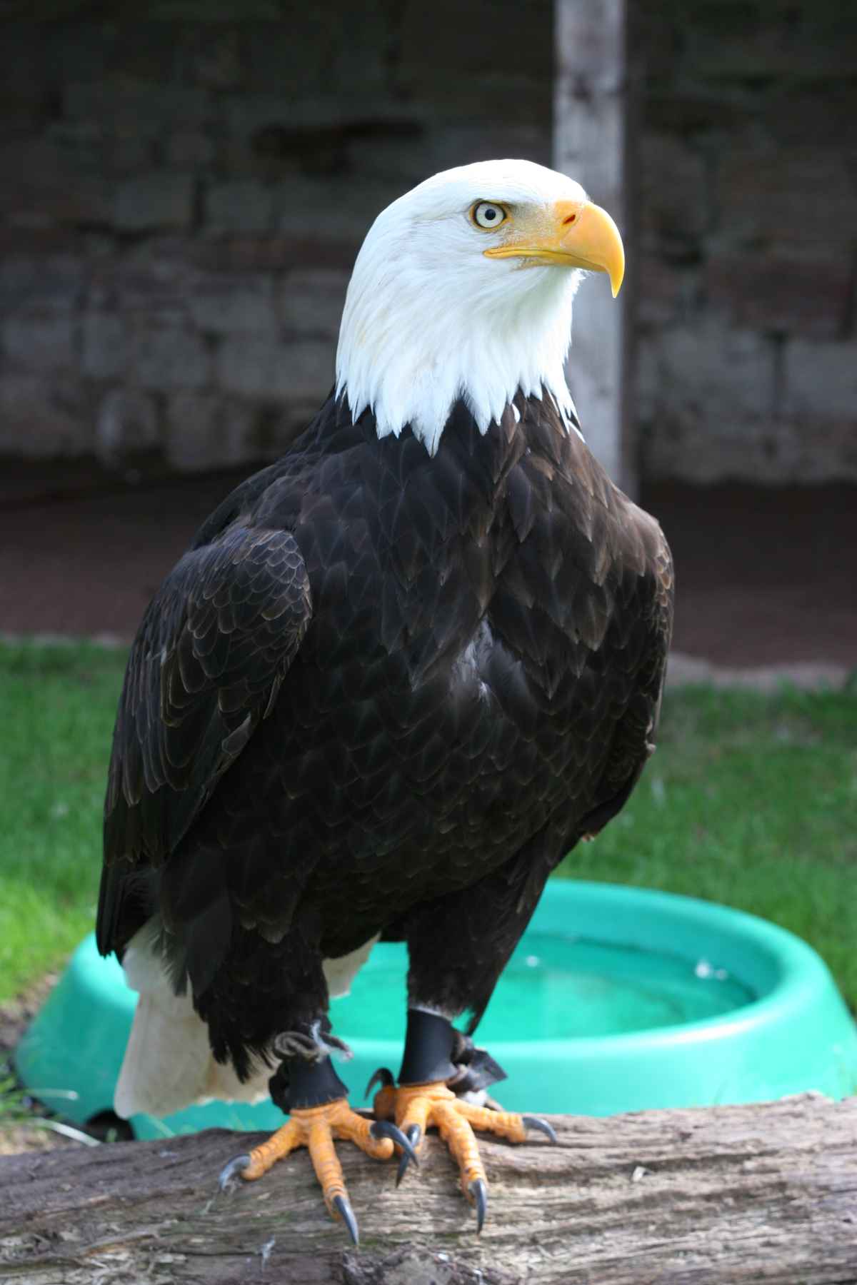 Weisskopfseeadler