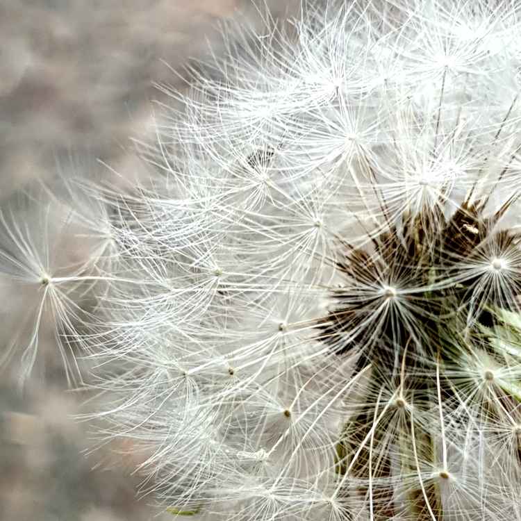 Pusteblume