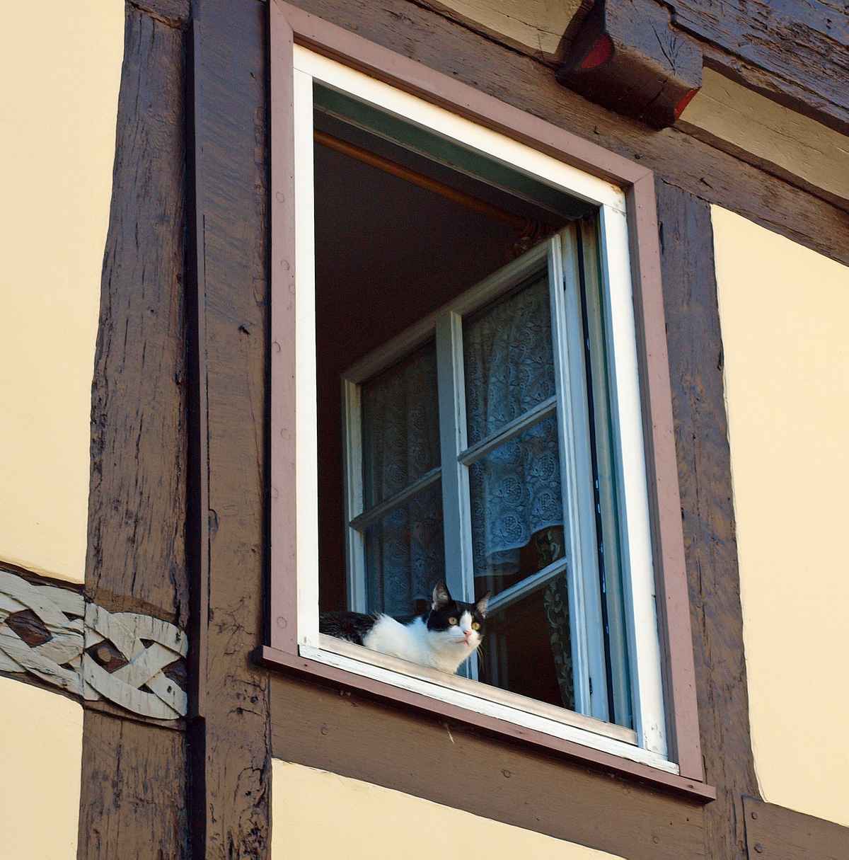 Wooo... sind die Mäuse?